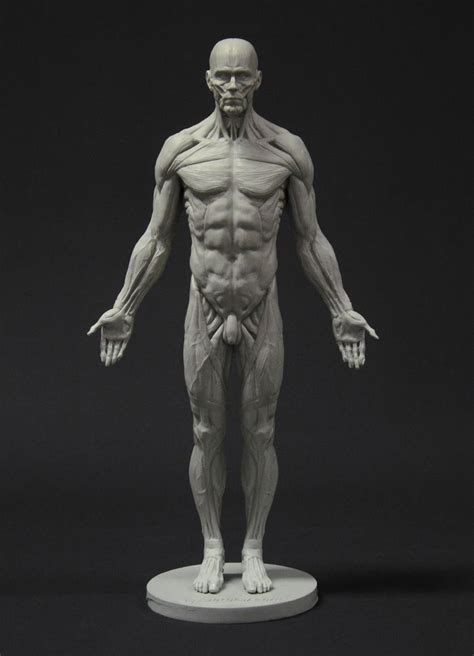 modelling male body reference|drawing model for human body.